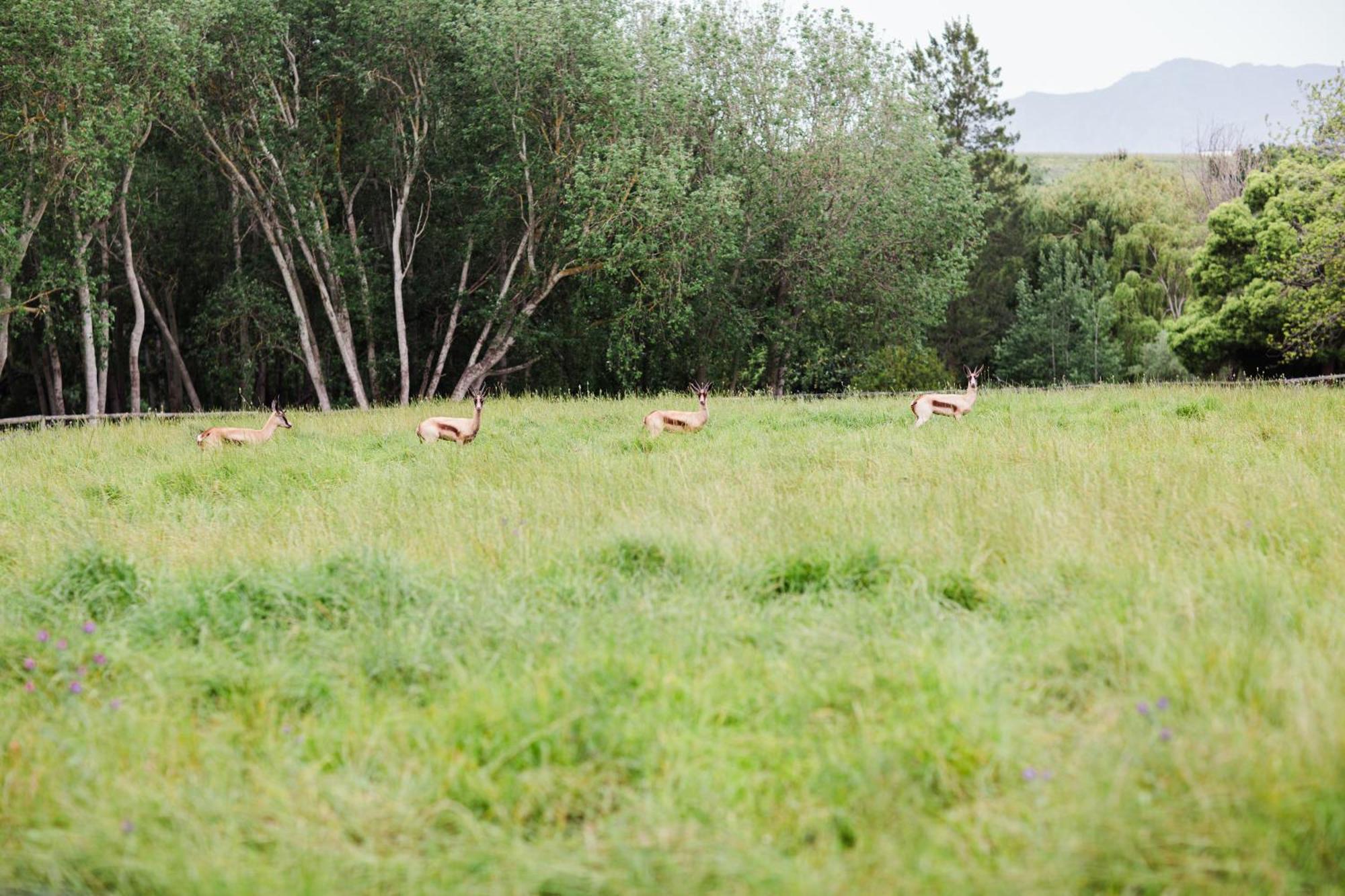Marshden Estate Bed & Breakfast Stellenbosch Exterior photo